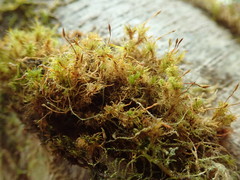 Ulota obtusiuscula