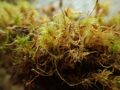 Ulota obtusiuscula
