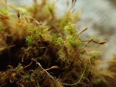 Ulota obtusiuscula