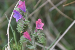 Echium vulgare pustulatum
