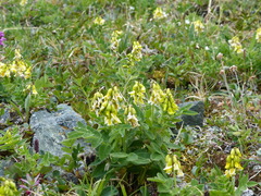 Astragalus umbellatus
