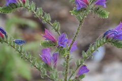 Echium vulgare pustulatum