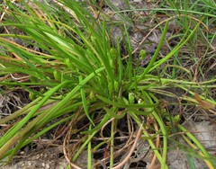 Triglochin scilloides