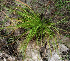 Triglochin scilloides