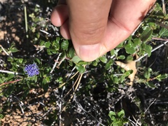 Ceanothus lemmonii