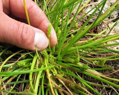 Triglochin scilloides