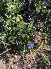 Ceanothus lemmonii