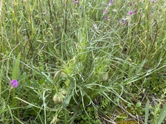 Microseris laciniata