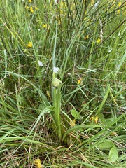 Microseris laciniata