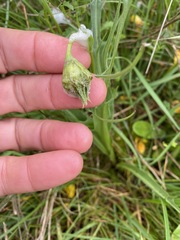 Microseris laciniata