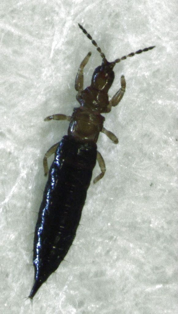 Carientothrips
