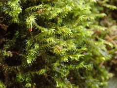 Racomitrium lawtonae