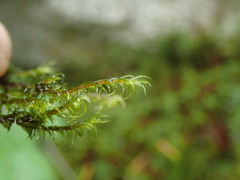 Racomitrium lawtonae