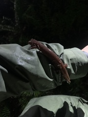 Gyrinophilus porphyriticus