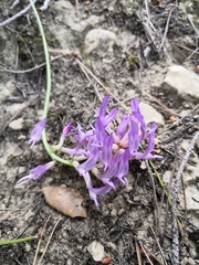 Astragalus monspessulanus monspessulanus