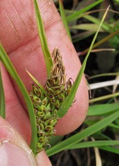 Carex saliniformis