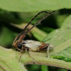 Recchia boliviana