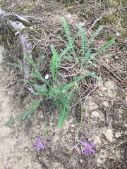 Astragalus monspessulanus monspessulanus