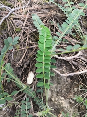 Astragalus monspessulanus monspessulanus