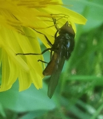 Rhingia austriaca