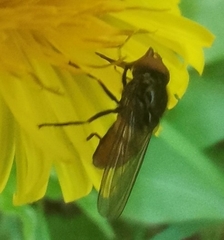 Rhingia austriaca