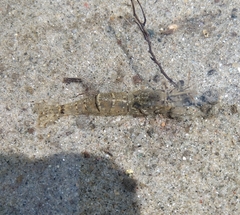 Palaemon antennarius