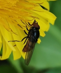 Rhingia austriaca