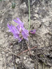 Astragalus monspessulanus monspessulanus