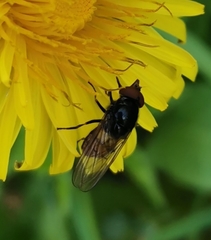 Rhingia austriaca