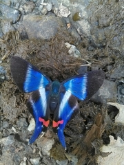 Rhetus dysonii psecas