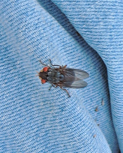 Human botfly