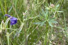 Delphinium nuttallii