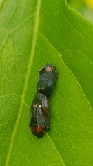 Penthimia nigra