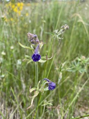 Delphinium nuttallii