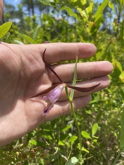 Cleistesiopsis oricamporum