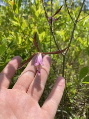 Cleistesiopsis oricamporum