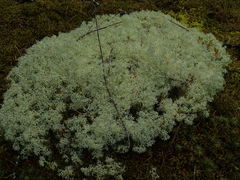 Cladonia arbuscula mitis
