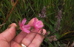 Sidalcea malviflora malviflora