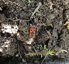 Pyrrhocoris apterus