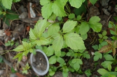 Causonis japonica