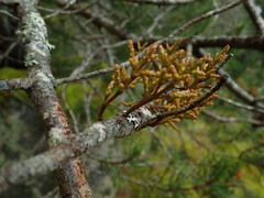 Arceuthobium tsugense contortae