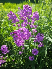 Hesperis matronalis