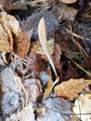 Macrotyphula fistulosa