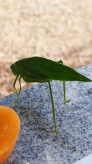 Microcentrum