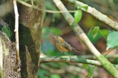 Ramphocaenus melanurus