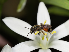 Poecilandrena