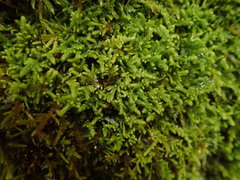 Claopodium bolanderi