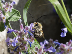 Eucera