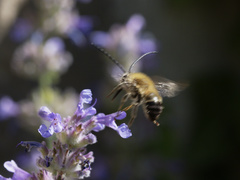 Eucera