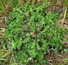 Cirsium quercetorum